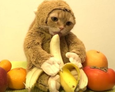 catdressedmonkey