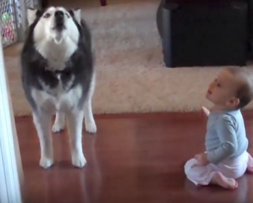 dog and baby howling
