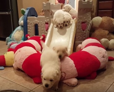puppies going down slide