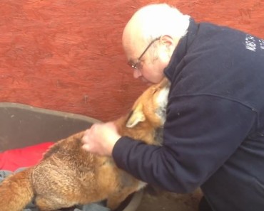 rescued fox cuddles owner