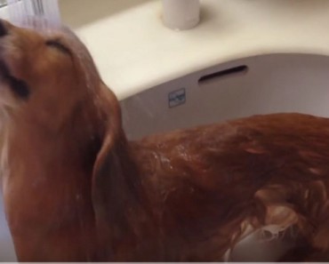 weiner dog taking bath