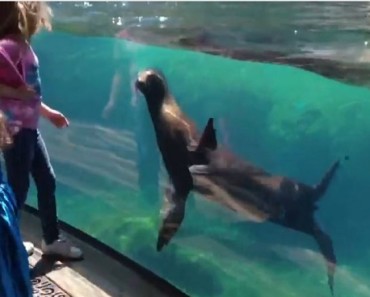 girls plays with sea lion