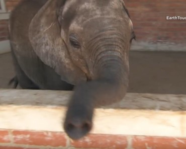 elephant_dogfriends