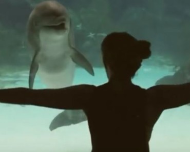 dolphin laugh