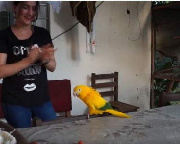 birdsinginganddancing