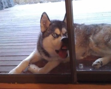 huskeywindow