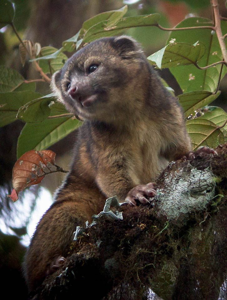 OLINGUITO