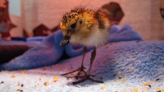 Spoon-Billed Sandpiper Chick