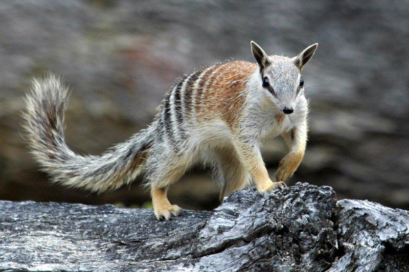 numbat