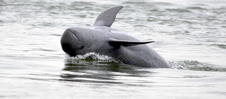IRRAWADDY DOLPHIN