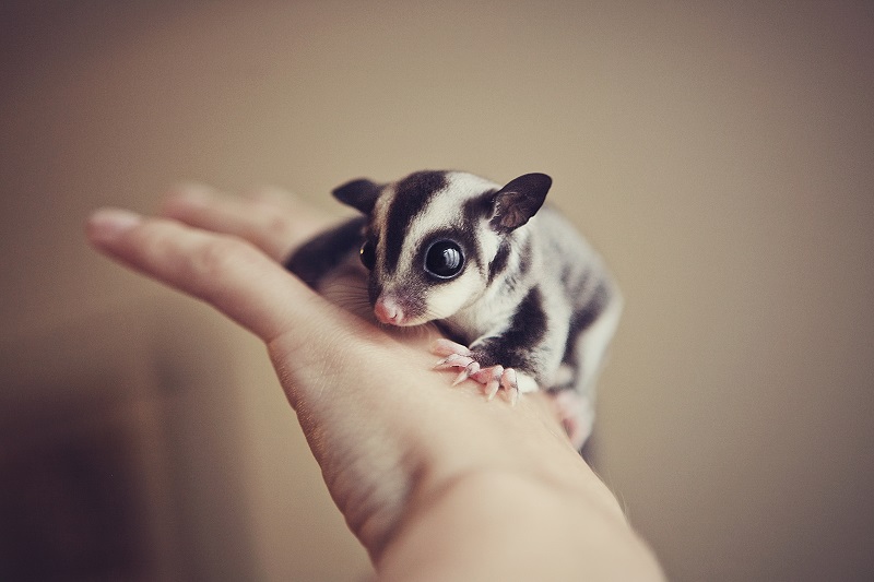 sugar glider
