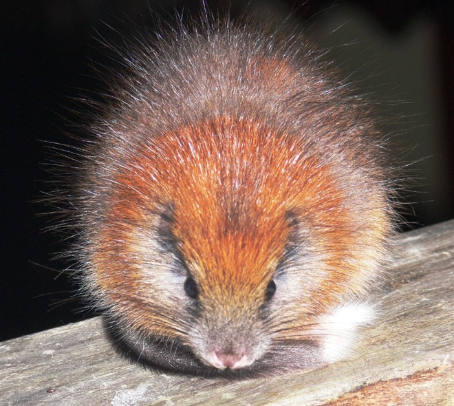red crested tree rat