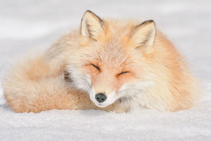 hokkaido fox