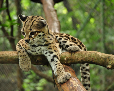margay