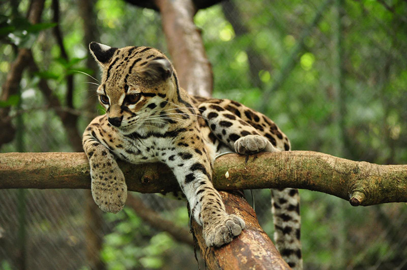 margay