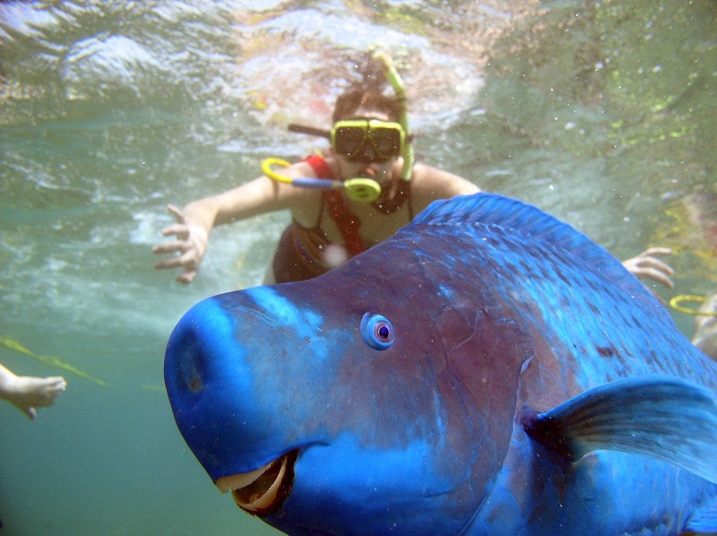 blue parrot fish