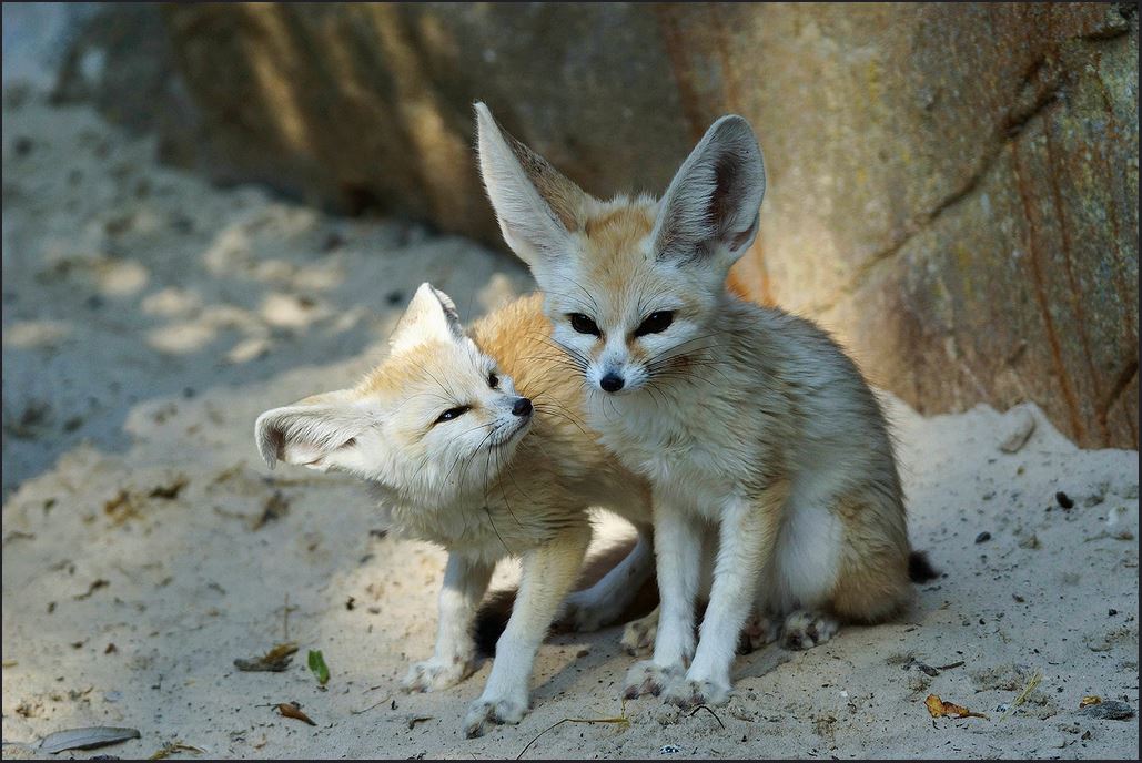 Fennec foxes
