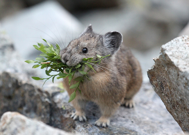 pika